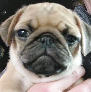 Meet your Posher, Wayne